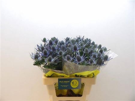 Eryngium Mag Blue Lagoon