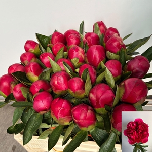 PAEO BELGRAVIA