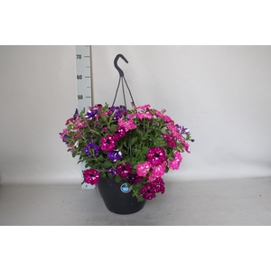 Hangpot 32 cm met waterreservoir Petunia mix