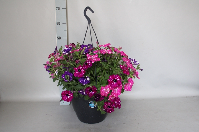 <h4>Hangpot 32 cm met waterreservoir Petunia mix</h4>