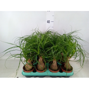 Beaucarnea recurvata