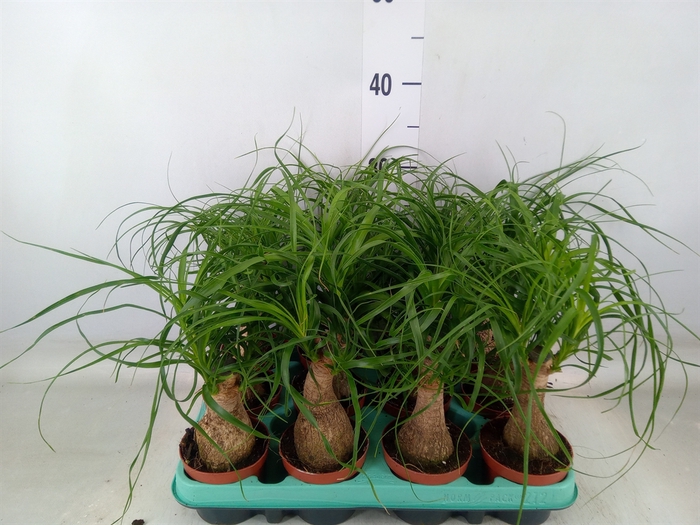 <h4>Beaucarnea recurvata</h4>