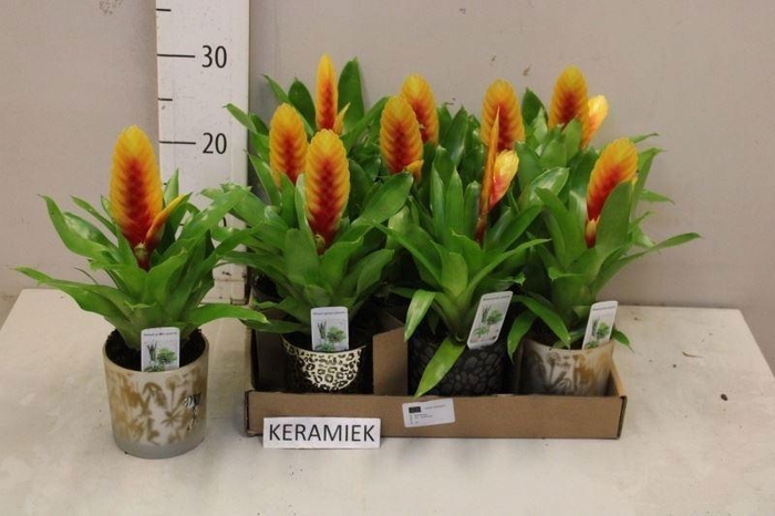 <h4>VRIES DELPHINUS</h4>