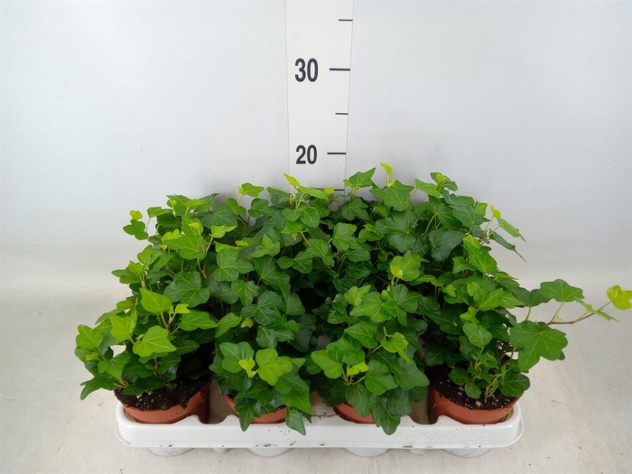 <h4>Hedera helix 'Wonder'</h4>