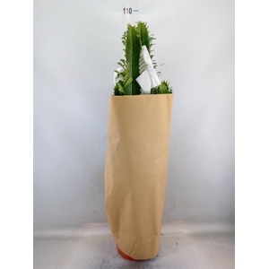 Euphorbia acrurensis