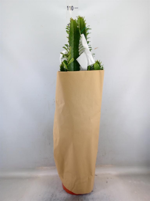 <h4>Euphorbia acrurensis</h4>