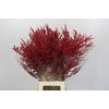 Bromelia Red Paloma