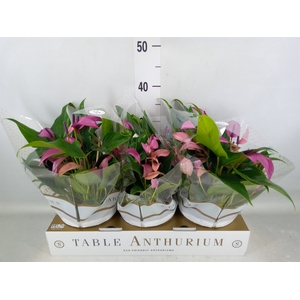 Anthurium  'Zizou'