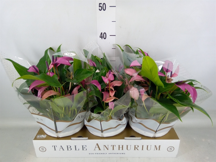 <h4>Anthurium  'Zizou'</h4>