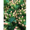 HYPERICUM APRICOT