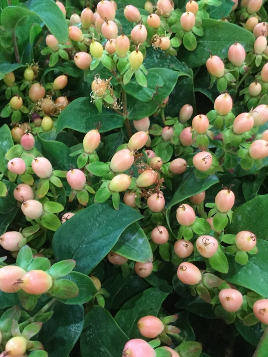 HYPERICUM APRICOT