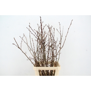 PRUNUS SERRULATA PER STEM 120CM