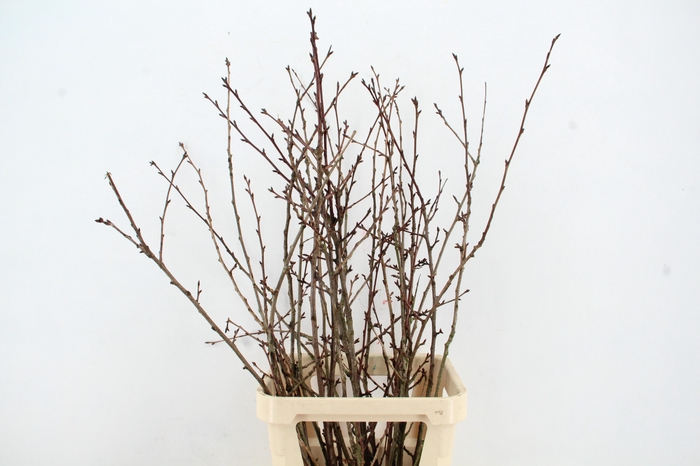 <h4>PRUNUS X SERRULATA PER STEM 120CM</h4>