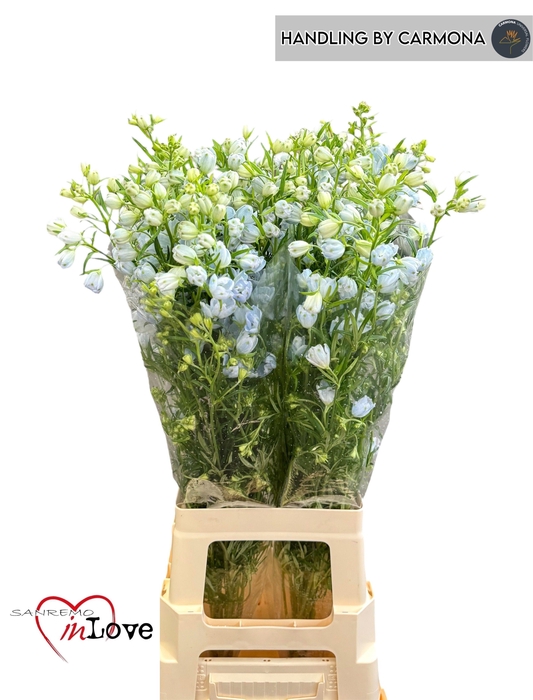 <h4>DELPH EN M SKY BLUE</h4>