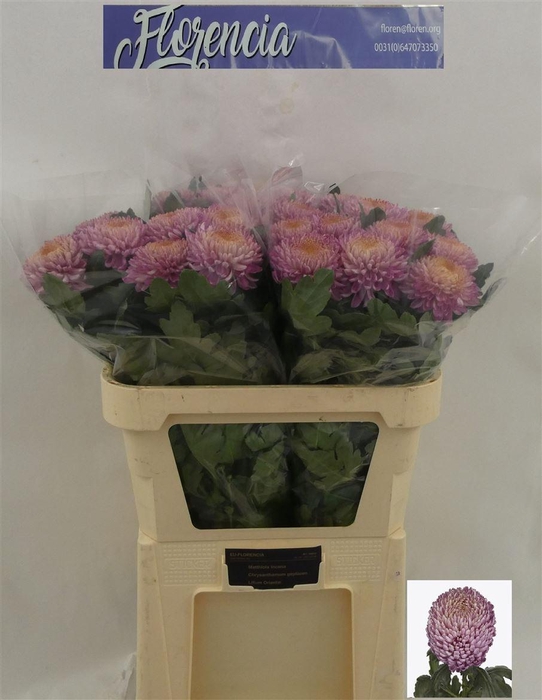 <h4>Chr G Bigoudi Pink</h4>