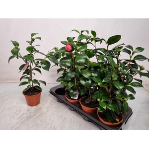 CAMELLIA JAPONICA