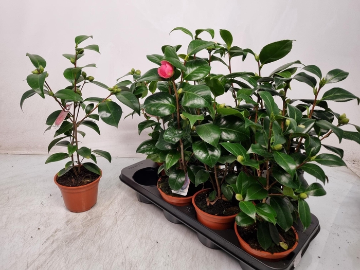 <h4>CAMELLIA JAPONICA</h4>