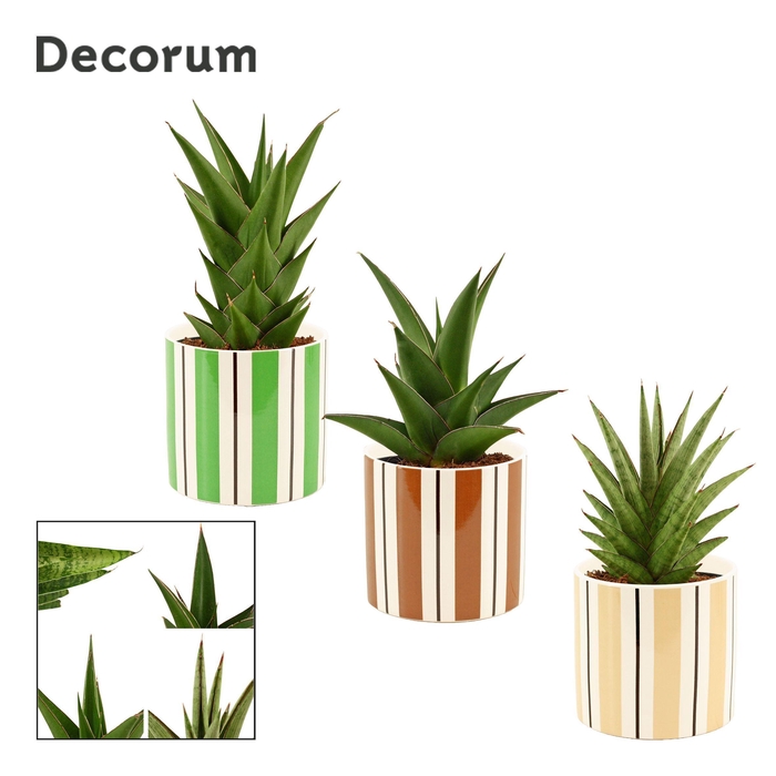 <h4>Sansevieria Crown mix 12 cm in Beau (Natural bubble-collection)</h4>