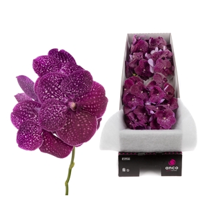 Vanda Crimson Love X8