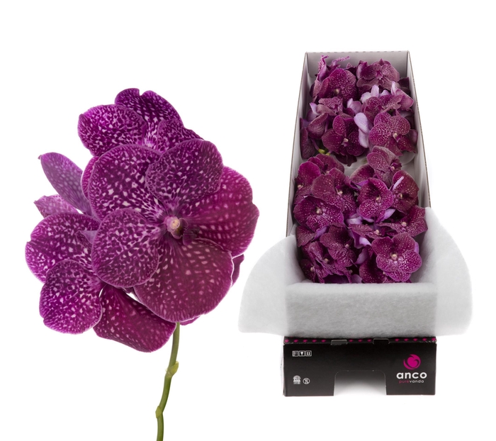 <h4>Vanda Crimson Love X8</h4>