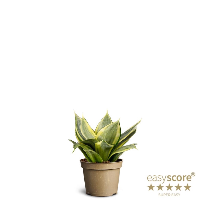 <h4>SANSEVIERIA TRIFASCIATA</h4>