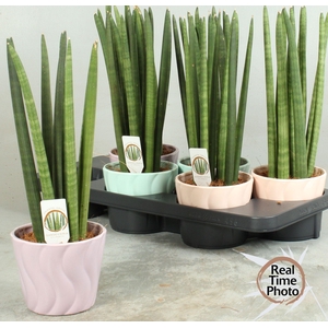 SANSEV CYLINDRICA OV