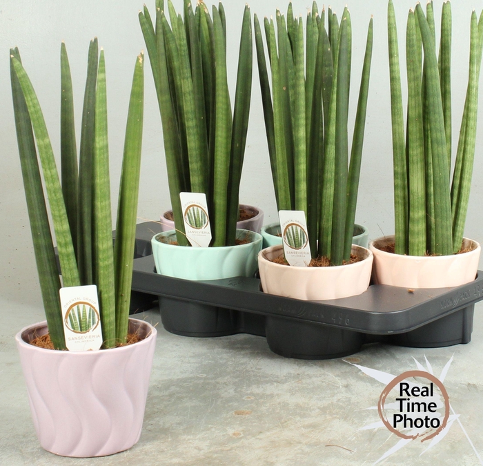 SANSEV CYLINDRICA OV