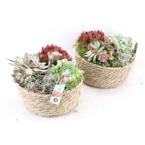 arr4 Semp JS - Jute mand rond x3
