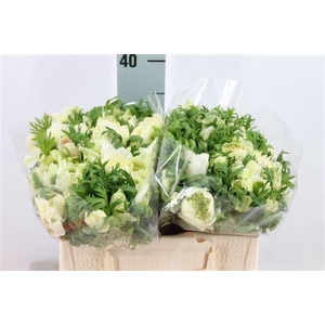 Anemone Levante Double White