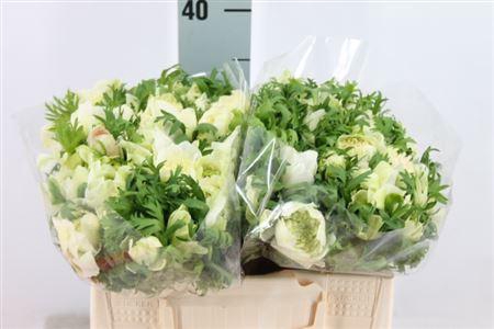 <h4>Anemone Levante Double White</h4>