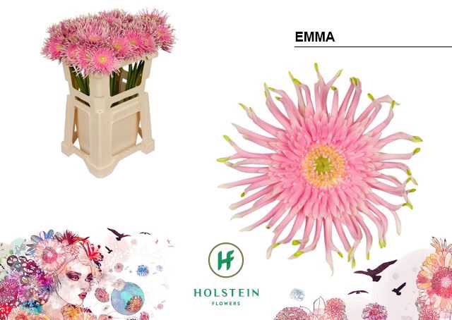 <h4>Gerbera Gerpasta Emma</h4>