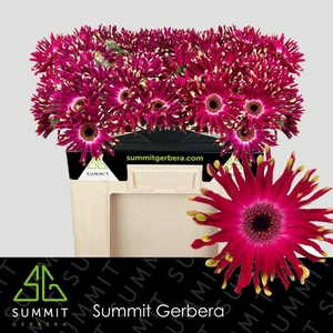 Gerbera Pastini Vicenza Water