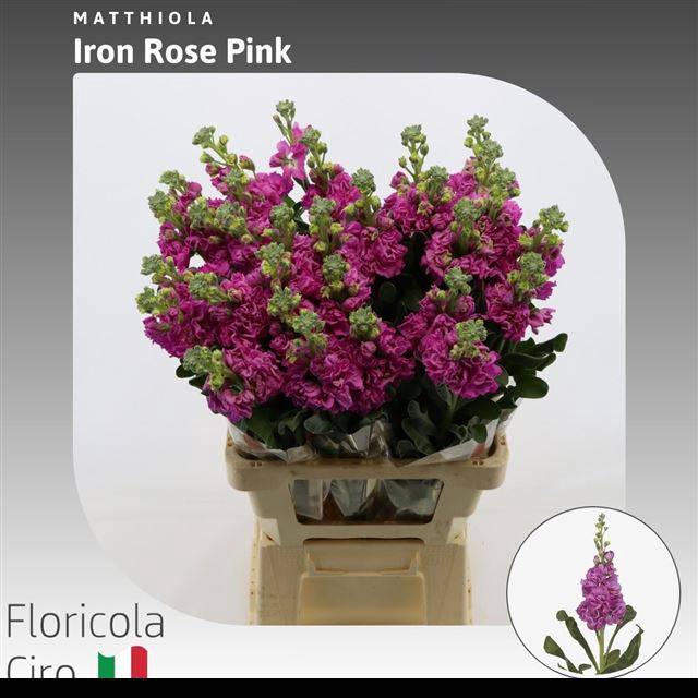 <h4>MATTH IRON ROSE PINK</h4>