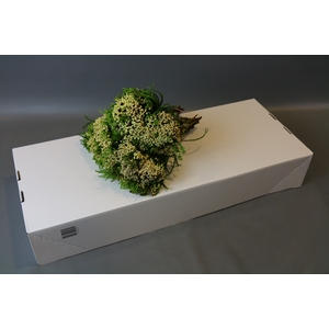 Kaaps Groen Berzelia Wit