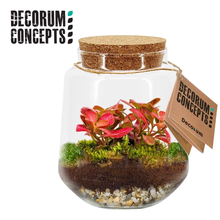 <h4>Terrarium Mercurius Medium (Decorum concepts)</h4>