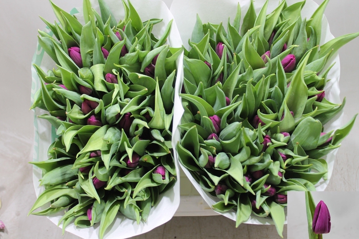 <h4>TU EN PURPLE PRINCE</h4>