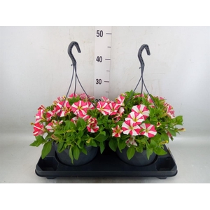 Petunia  'Surfinia'   ...mix