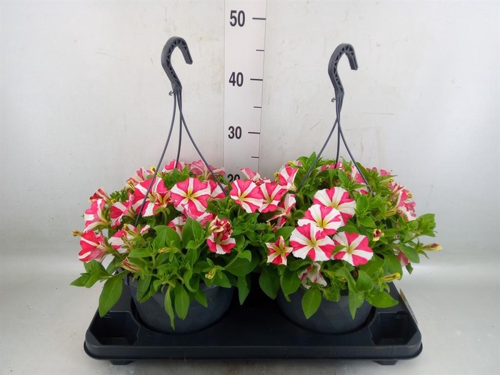 <h4>Petunia  'Surfinia'   ...mix</h4>