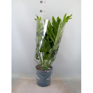 Philodendron bipinn. 'Little Hope'