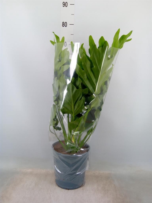<h4>Philodendron bipinn. 'Little Hope'</h4>