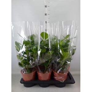 Clusia rosea 'Princess'