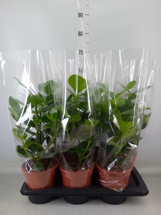 <h4>Clusia rosea 'Princess'</h4>