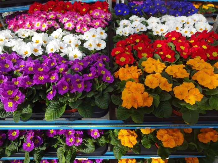 <h4>PRIM AC MIXK</h4>