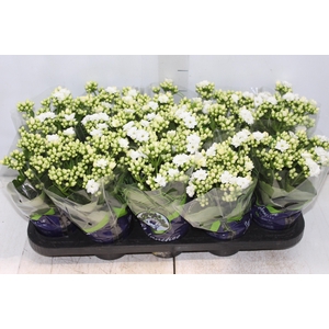 KALANCHOE DOBRADO P11 BRANCO