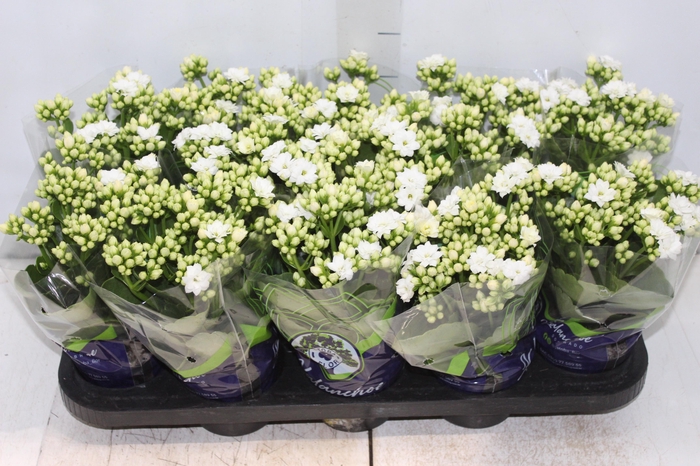 <h4>KALANCHOE DOBRADO P11 BRANCO</h4>