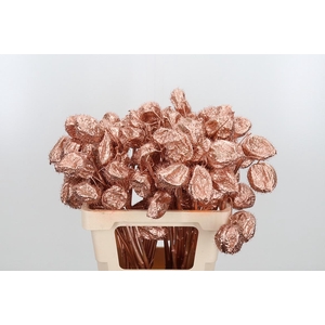 Ascl Moby Dick Kl Bh Koper