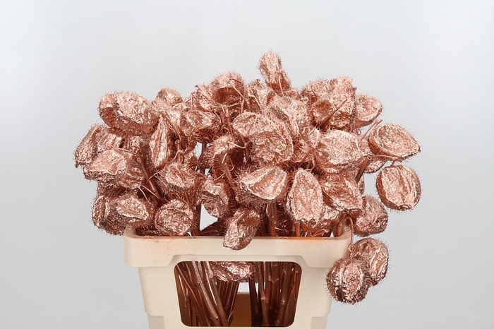 <h4>Ascl Moby Dick Kl Bh Koper</h4>