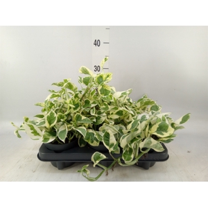 Epipremnum pinn. 'NJoy'