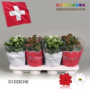 Kalanchoe Moments - Switzerland flag