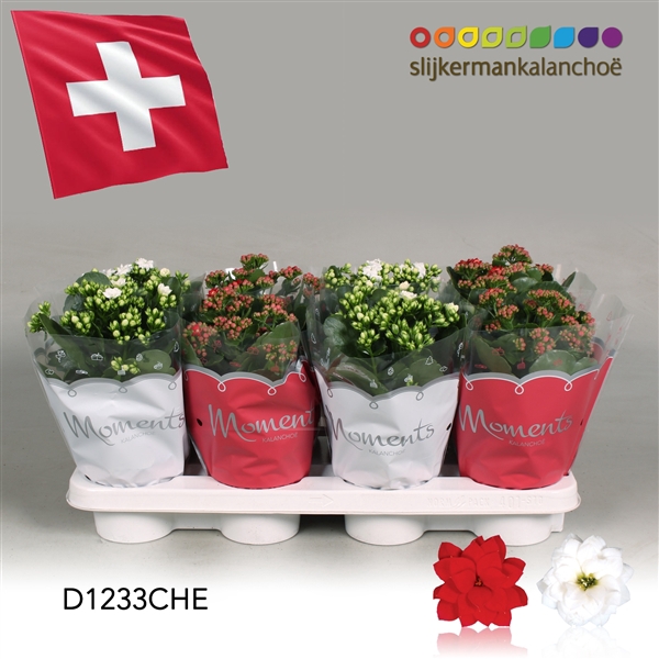 <h4>Kalanchoe Moments - Switzerland flag</h4>